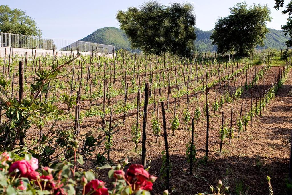 Tenuta D'Amore San Mango Piemonte Exterior photo